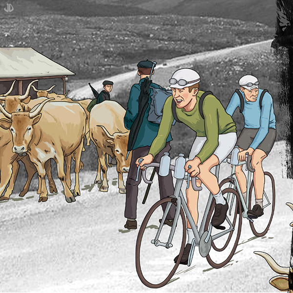vaches tour france